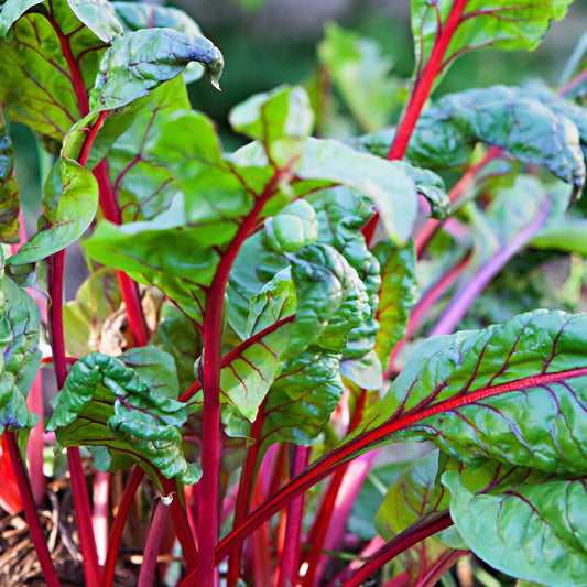 Red Imp Swiss Chard – Fresh and Vibrant, Perfect for Your Kitchen