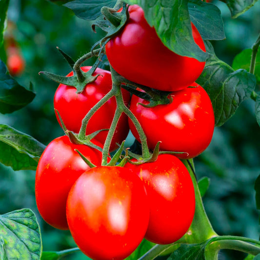 Tomato Unsah Sona Hybrid Vegetable Seeds