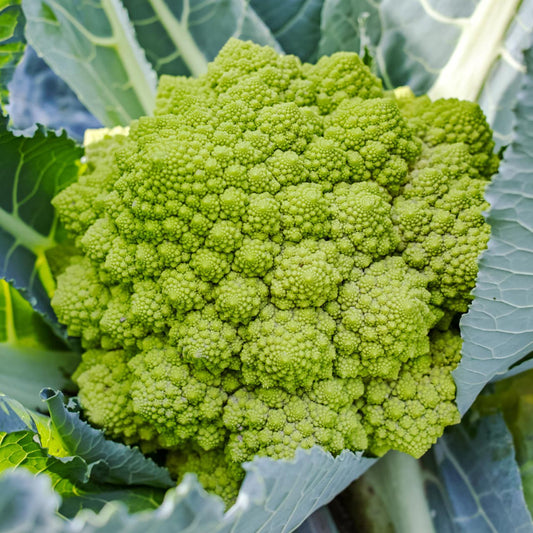 Fresh Green Cauliflower - Verde Variety Exotic Vegetable Seeds