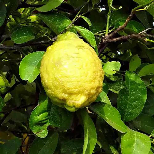 Rough Lemon Fruits Seeds