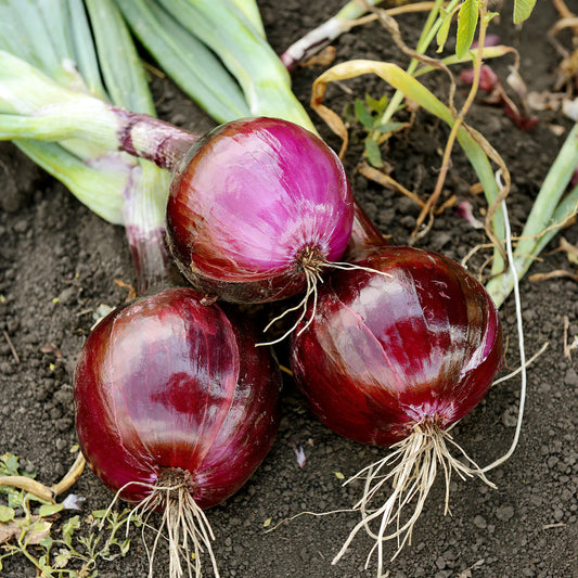Onion Improved Dark Red Vegetable Seeds