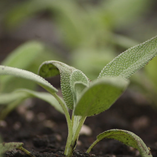 Sage Imported Broad Leaf Microgreens Seeds