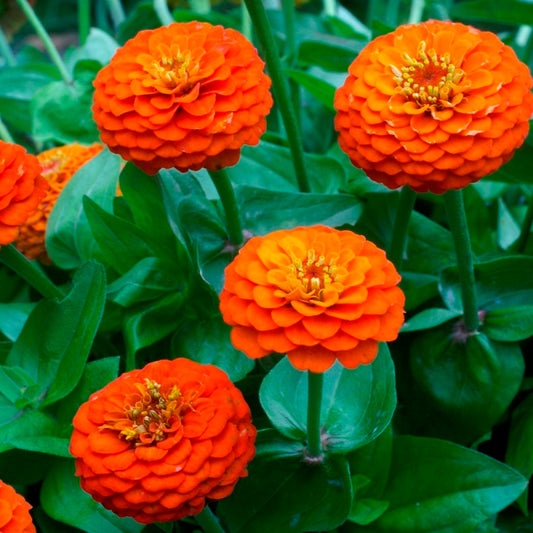 Zinnia F1 Elegans Orange Summer Flower Seeds