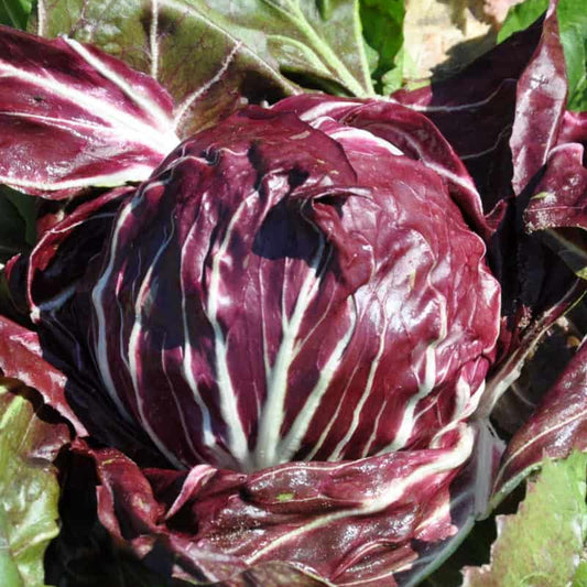 Chicory Rossa di Verona Leaf Microgreens Seeds