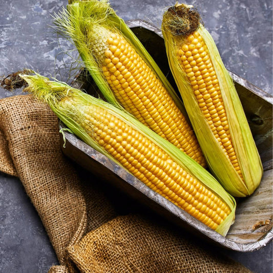 Premium Sweetcorn Vegetable Seeds – High Yield, Non-GMO, and Easy to Grow