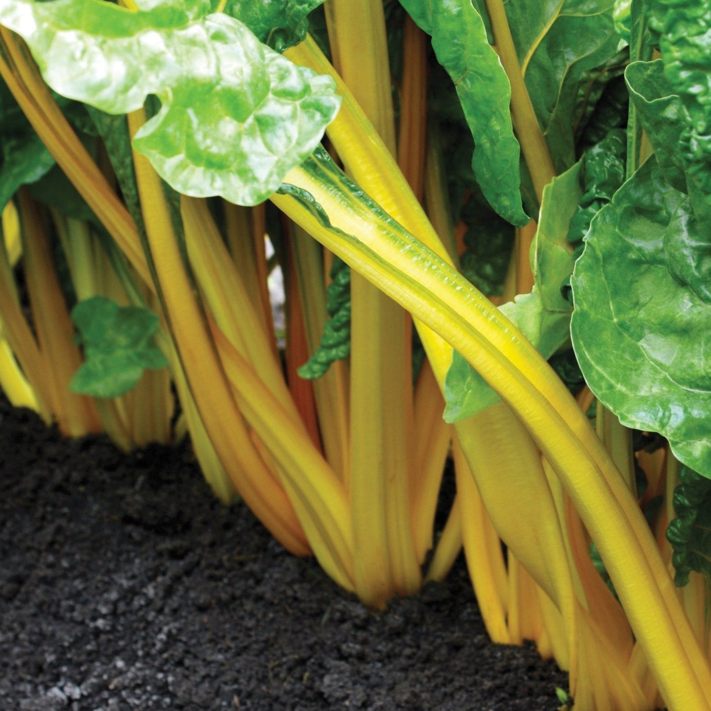 Swiss Chard - Bright Yellow Imp Exotic Vegetable Seeds
