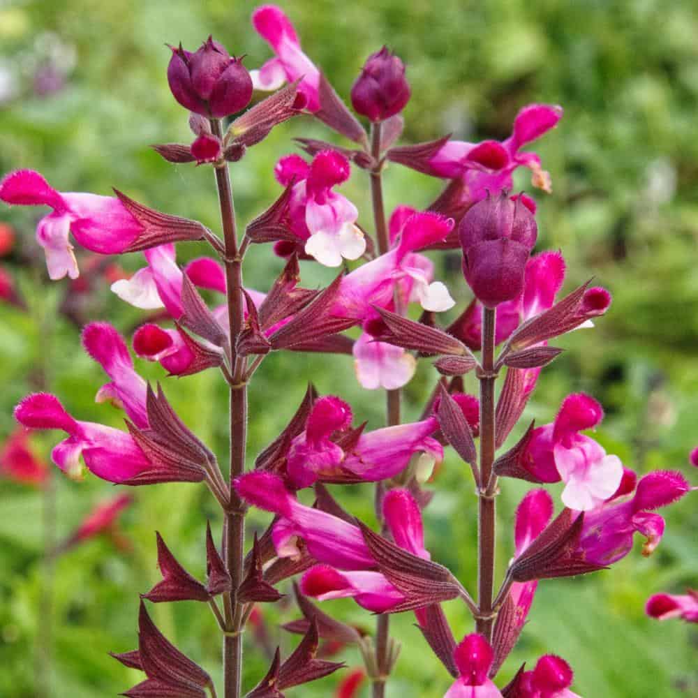 Salvia Pink Winter Flower Seeds