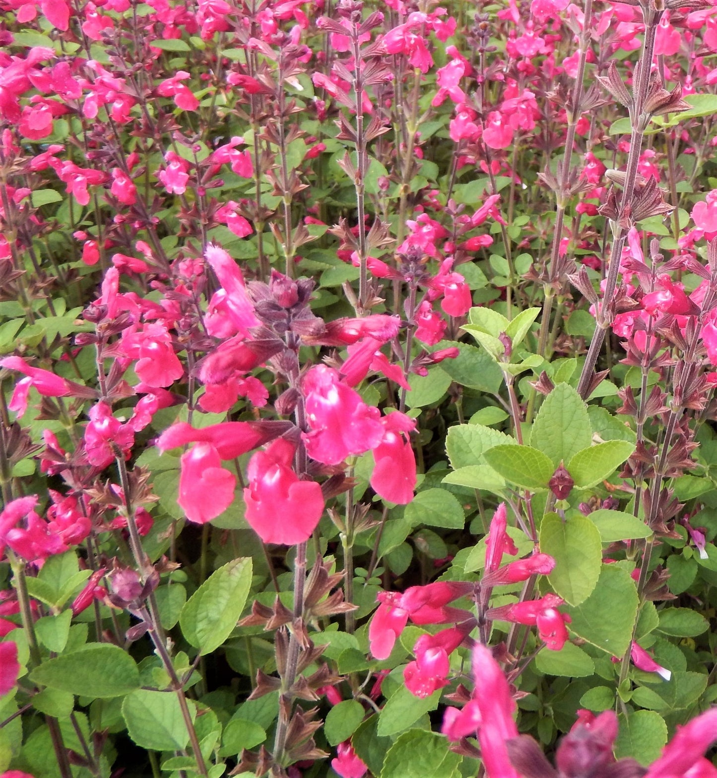 Salvia Pink Winter Flower Seeds
