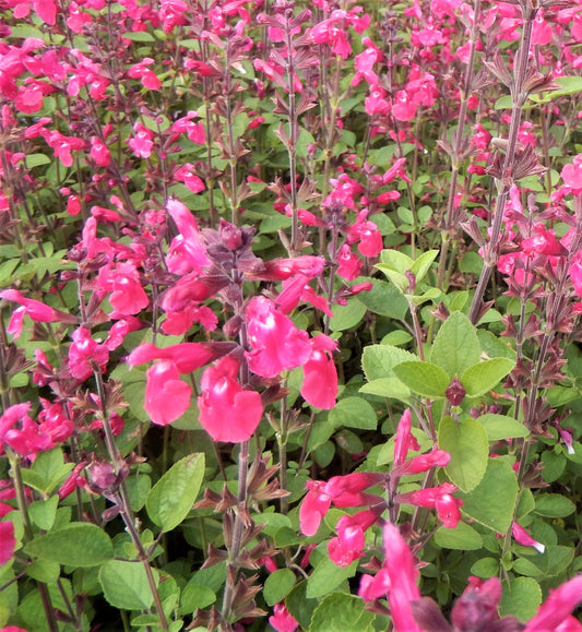 Salvia Pink Winter Flower Seeds