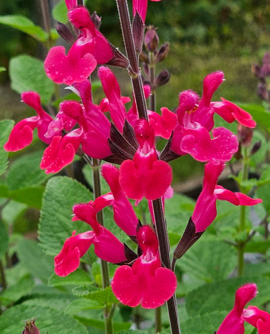 Salvia Pink Winter Flower Seeds