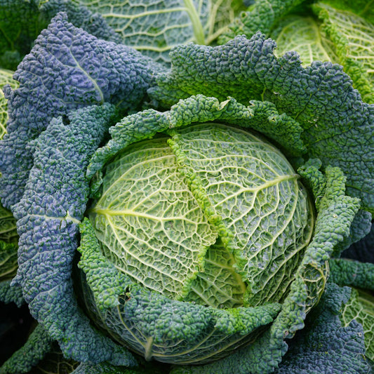 Fresh Savoy Green Cabbage - Nutritious & Tender for Your Kitchen Exotic Vegetable Seeds