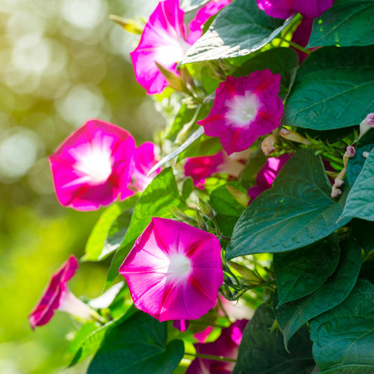 Ipomoea Scarlet O’Hara  Summer Flower Seeds