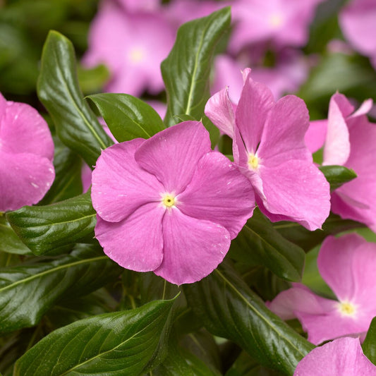 Vinca F1 Trailing Pink Summer Flower Seeds