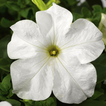 Petunia Grandiflora White Seeds