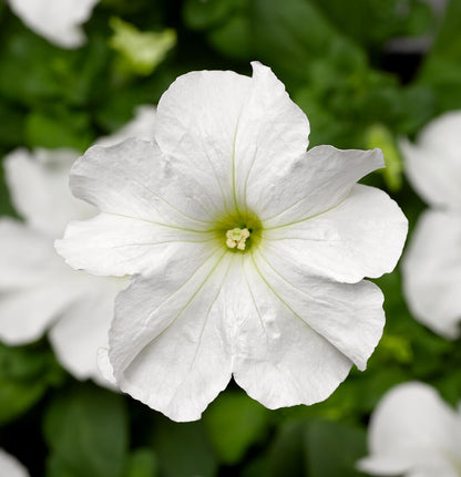 Petunia Grandiflora White Seeds