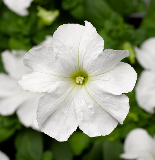 Petunia Grandiflora White Seeds