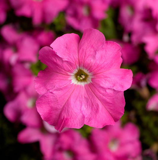 Petunia Grandiflora Pink Flower Seeds