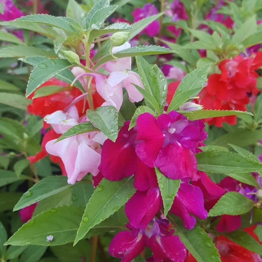 Balsam Tom Thumb Mixed Flower Seeds