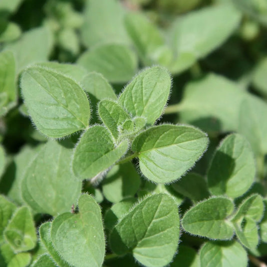 Oregano Imported Herb Seeds
