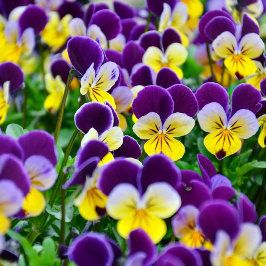 Viola Johny Jump & Mixed Edible Flower Seeds