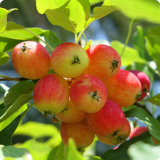 Crab Apple Seeds