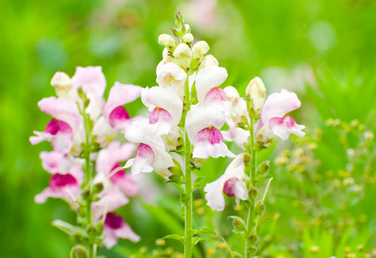 Antirrhinum Lucky Lips Edible Flower Seeds