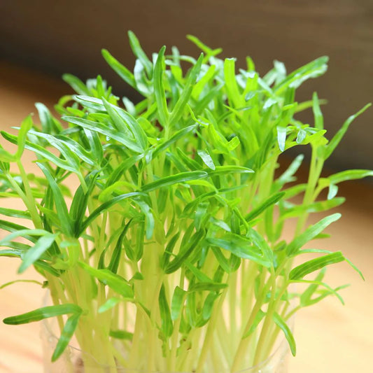 Spinach Green Sprouts Microgreens Seeds