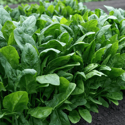 Spinach F1 HYB-All Green Vegetable Seeds
