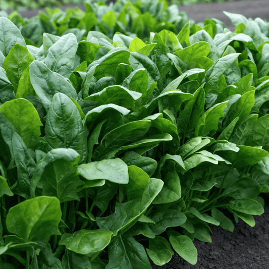 Spinach F1 HYB-All Green Vegetable Seeds