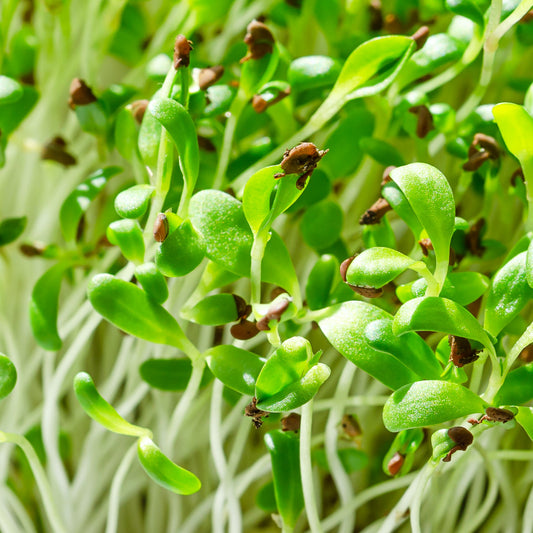 Turnip & Misticanza (Mixed Combo) Microgreens Seeds