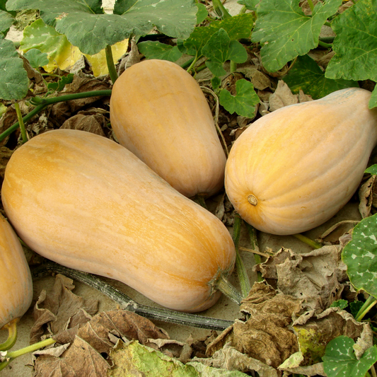 Walthum Butternut Squash - Fresh and Nutritious