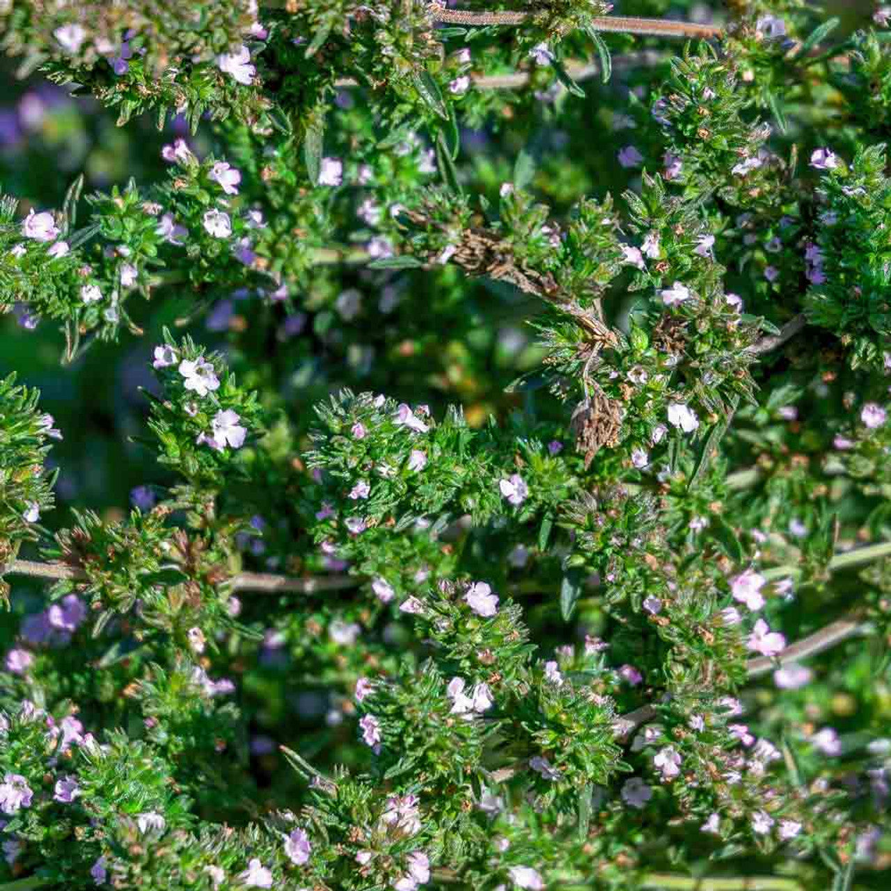 Savory Summer Herb Seed Collection