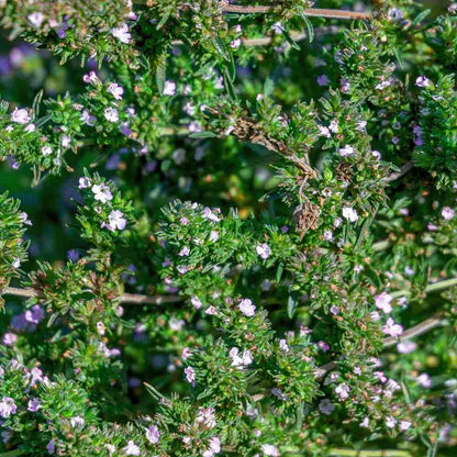 Savory Summer Herb Seed Collection