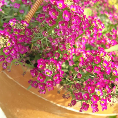 Alyssum Rosie-O-Day Seeds