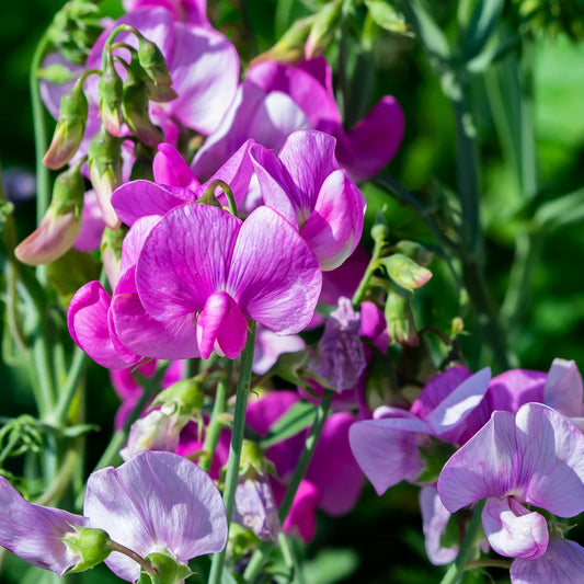 Sweet Peas Flower Seeds - Vibrant, Fragrant, and Easy to Grow
