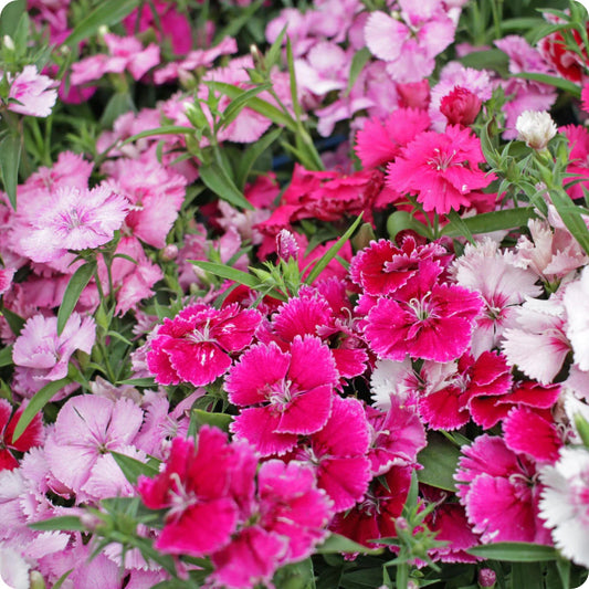 Sweet William Grand Mixed Edible Flower Seeds