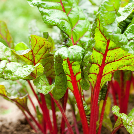 Collard-Swiss Chard Red Microgreens Seeds