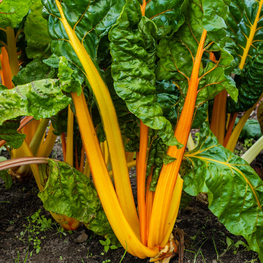 Swiss Chard Green Leaves Vegetable Seeds