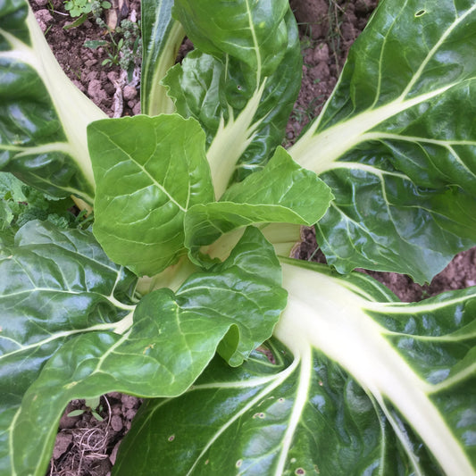 Collard & Swiss Chard White Microgreens Seeds