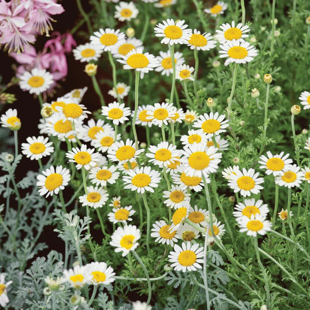 Premium Chamomile Imported Microgreens Seeds