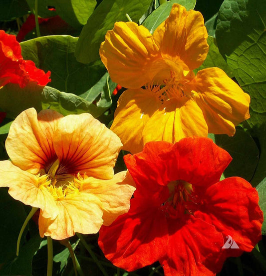 Nasturtium Mixed Edible Flower Seeds