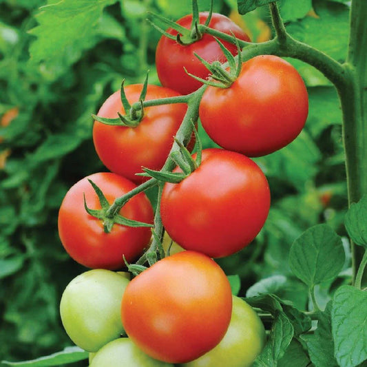 Tomato Heirloom Moneymaker Vegetable Seeds
