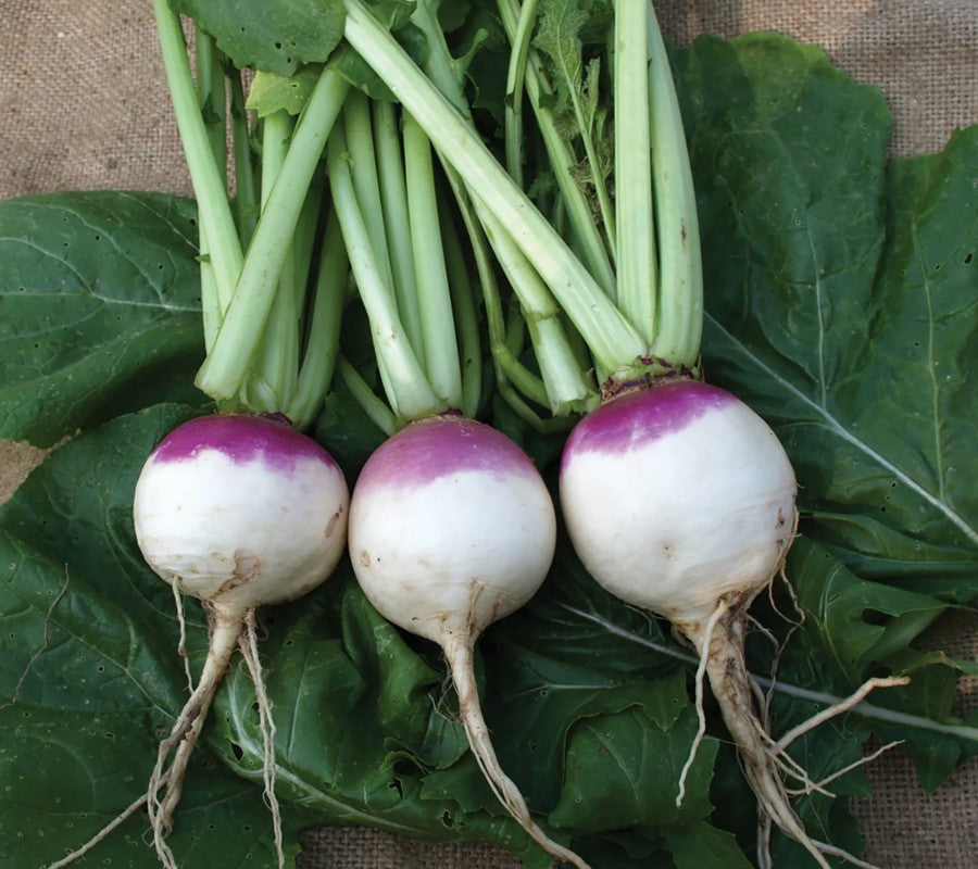 Turnip Imported Purple Top Vegetable Seeds