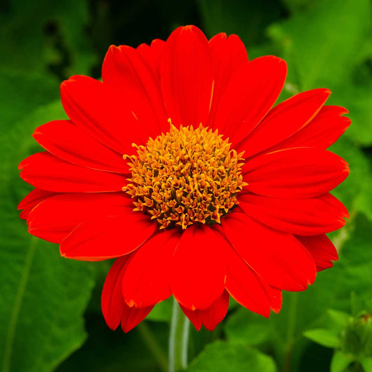 Tithonia Torch Red Summer Flower Seeds
