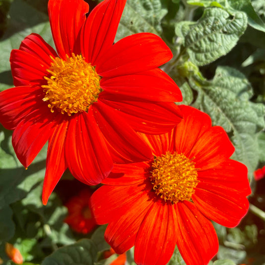 Tithonia Torch Red Summer Flower Seeds
