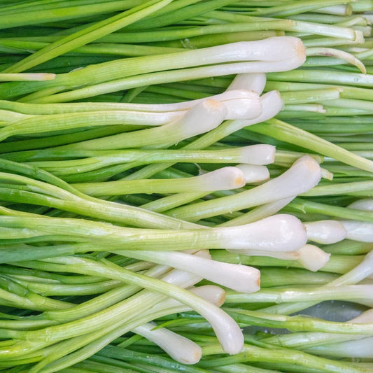 Fresh Scallions, White, Green & Leaf Microgreens Seeds