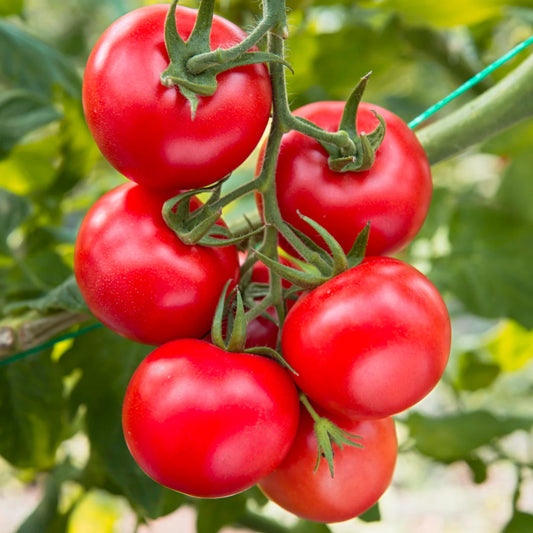 Tomato F1 Sachriya Vegetable Seeds