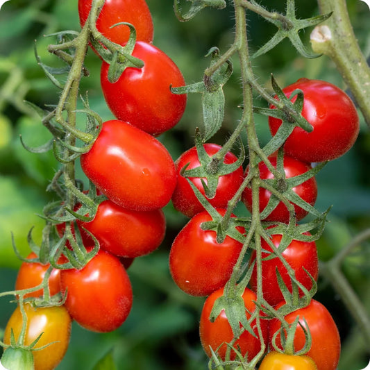 Tomato Heirloom Roma VF Vegetable Seeds