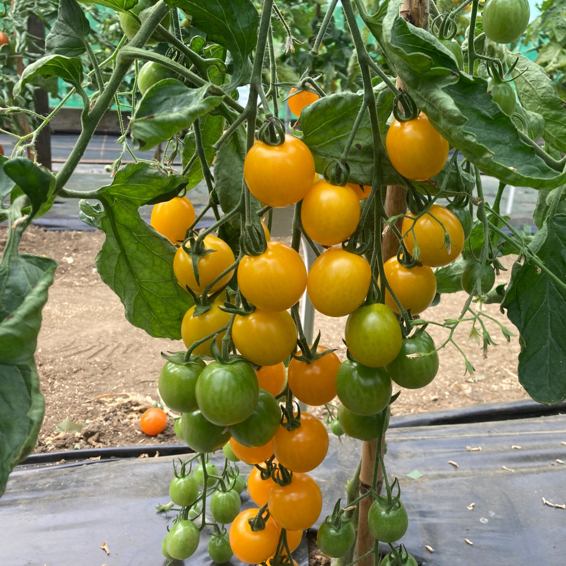 Orlate Yellow Round Tomatoes - Fresh, Juicy, and Flavorful Exotic Vegetable Seeds