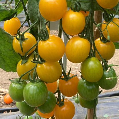 Orlate Yellow Round Tomatoes - Fresh, Juicy, and Flavorful Exotic Vegetable Seeds